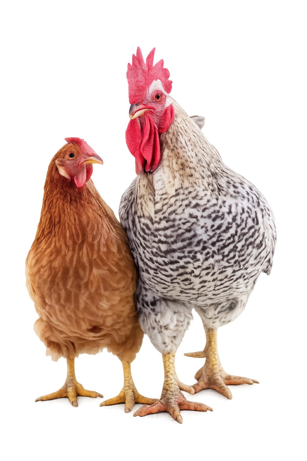 ayam Grower_image